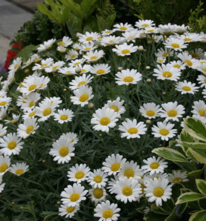Złocień krzewiasty (Rumianek) 'White' Argyranthemum