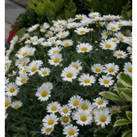 Złocień krzewiasty (Rumianek) 'White' Argyranthemum