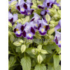 Torenia