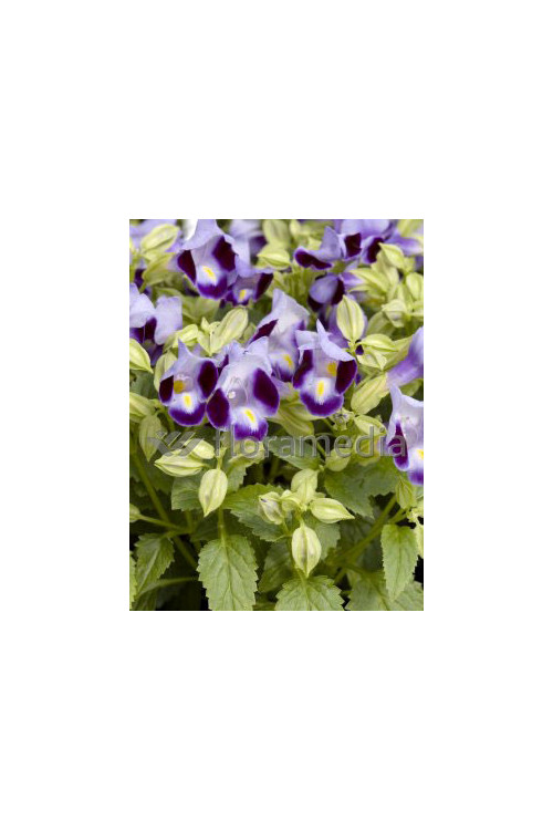 Torenia
