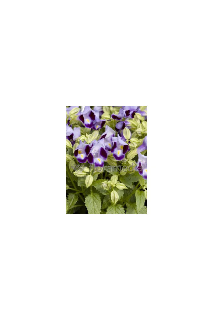 Torenia