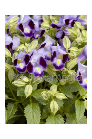 Torenia