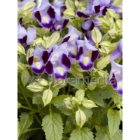 Torenia