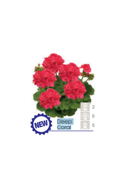 Pelargonia Calioppe 'Deep Coral'