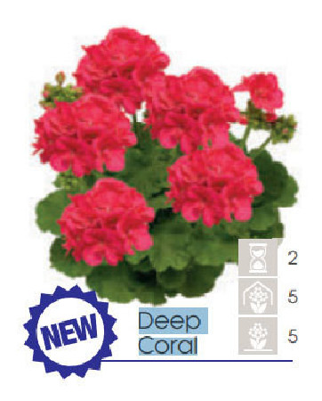 Pelargonia Calioppe 'Deep Coral'