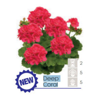 Pelargonia Calioppe 'Deep Coral'