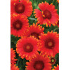 Gailardia 'Arizona Red Shades' Gaillardia