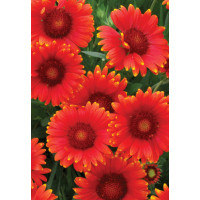 Gailardia 'Arizona Red Shades' Gaillardia