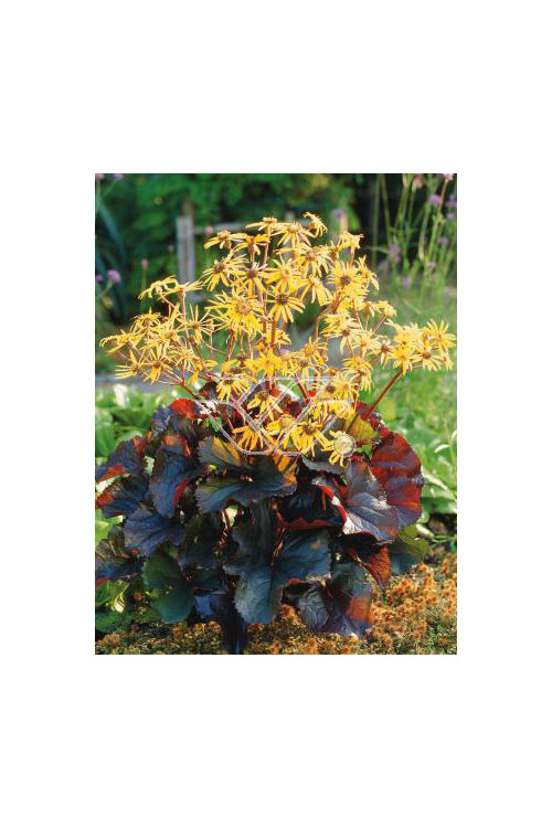 języczka, języczka midnight lady, języczka o ciemnych liściach, uszy słonia