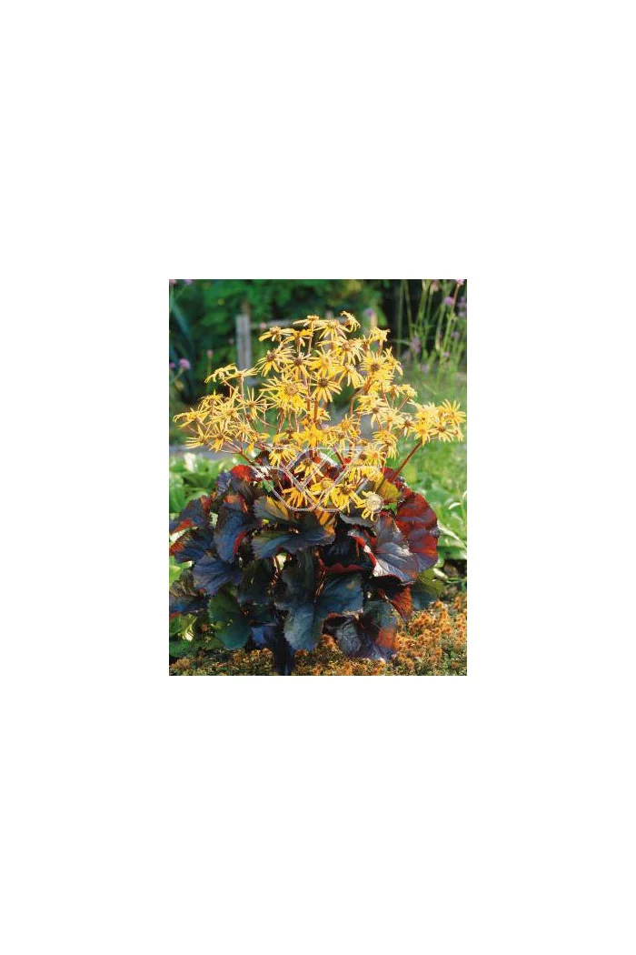 języczka, języczka midnight lady, języczka o ciemnych liściach, uszy słonia