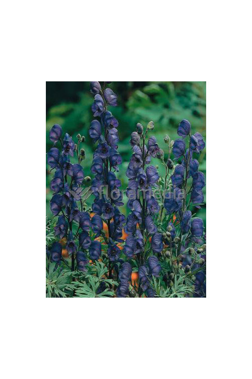 Tojad mocny 'Newry Blue' | Aconitum napellus