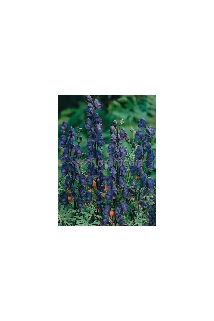 Tojad mocny 'Newry Blue' | Aconitum napellus