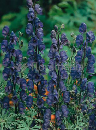 Tojad mocny 'Newry Blue' | Aconitum napellus
