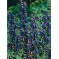 Tojad mocny 'Newry Blue' | Aconitum napellus