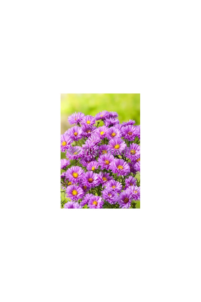 Aster nowobelgijski 'Patricia Ballard' | Aster novi-belgii