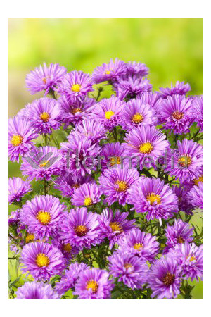 Aster nowobelgijski 'Patricia Ballard' | Aster novi-belgii