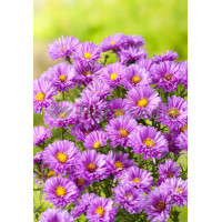 Aster nowobelgijski 'Patricia Ballard' | Aster novi-belgii
