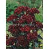 Goździk brodaty 'Sooty' Dianthus barbatus nigrescens