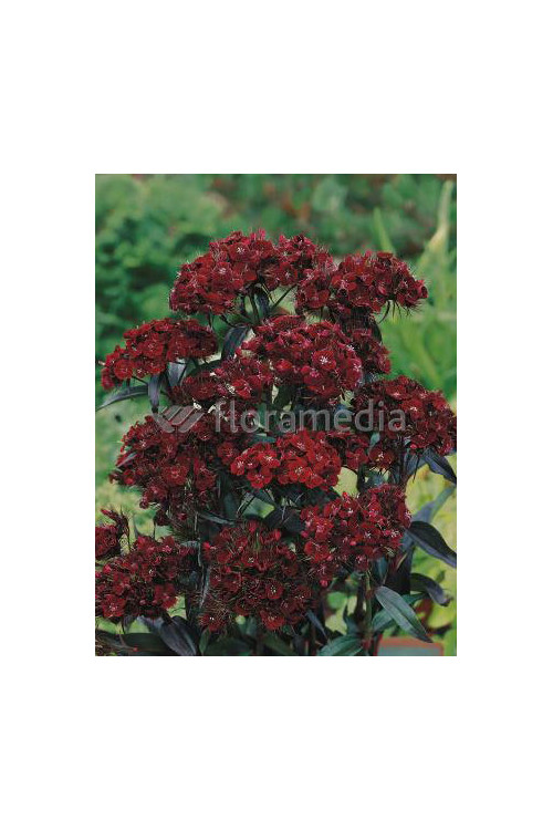 Goździk brodaty 'Sooty' Dianthus barbatus nigrescens