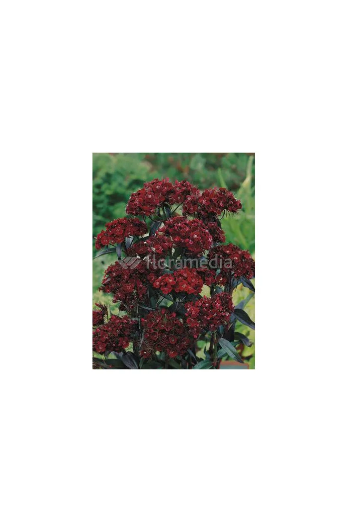 Goździk brodaty 'Sooty' Dianthus barbatus nigrescens