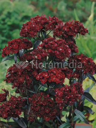 Goździk brodaty 'Sooty' Dianthus barbatus nigrescens