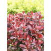 Berberys Thunberga 'Bagatelle' | Berberis thunbergii