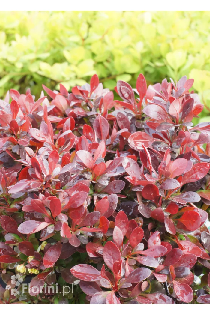 Berberys Thunberga 'Bagatelle' | Berberis thunbergii