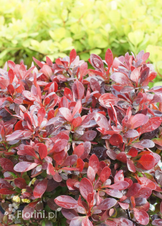 Berberys Thunberga 'Bagatelle' | Berberis thunbergii