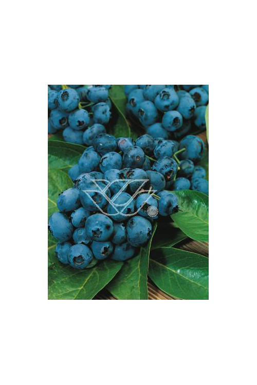 Borówka wysoka (amerykańska) 'Brigitta' Vaccinium corymbosum