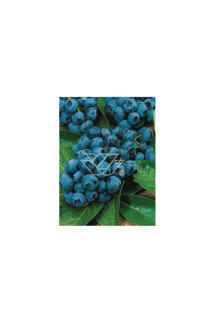 Borówka wysoka (amerykańska) 'Brigitta' Vaccinium corymbosum