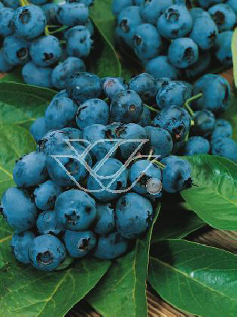 Borówka wysoka (amerykańska) 'Brigitta' Vaccinium corymbosum