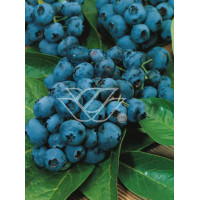 Borówka wysoka (amerykańska) 'Brigitta' Vaccinium corymbosum