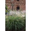 Miskant chiński 'Cute One' | Miscanthus sinensis
