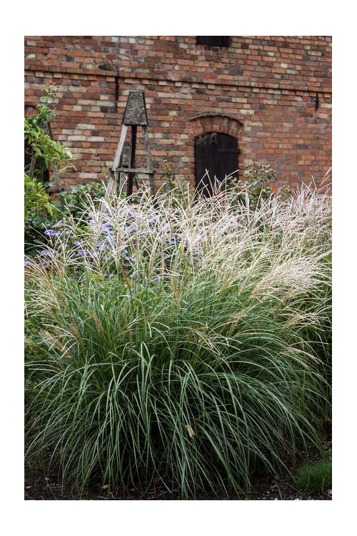 Miskant chiński 'Cute One' | Miscanthus sinensis