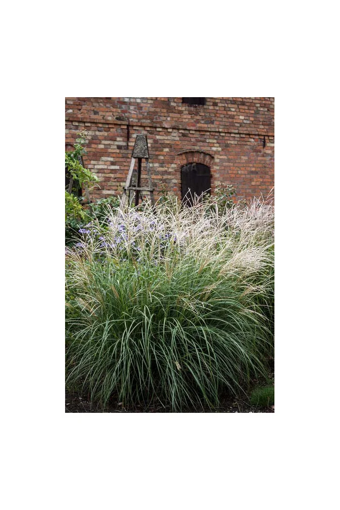 Miskant chiński 'Cute One' | Miscanthus sinensis