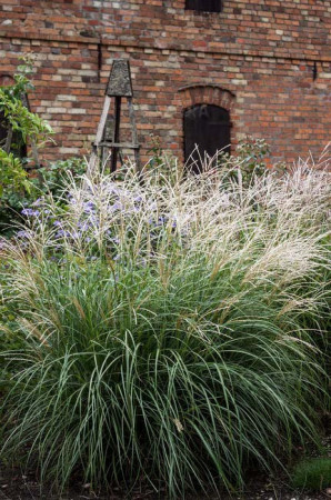 Miskant chiński 'Cute One' | Miscanthus sinensis