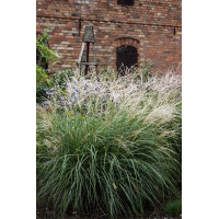 Miskant chiński 'Cute One' | Miscanthus sinensis