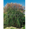 Miskant chiński 'Malepartus' | Miscanthus sinensis