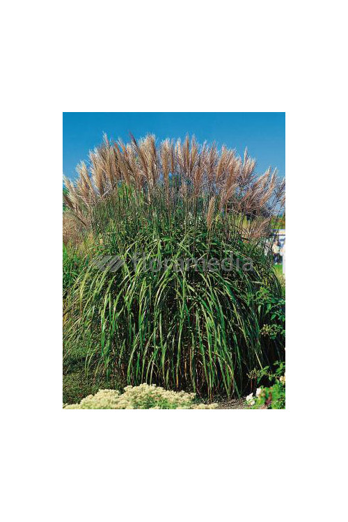 Miskant chiński 'Malepartus' | Miscanthus sinensis