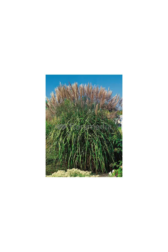 Miskant chiński 'Malepartus' | Miscanthus sinensis