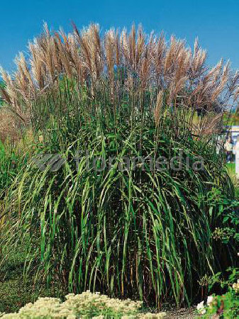 Miskant chiński 'Malepartus' | Miscanthus sinensis