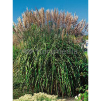 Miskant chiński 'Malepartus' | Miscanthus sinensis
