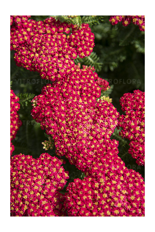 Krwawnik ogrodowy 'Skysail Fire' | Achillea millefolia