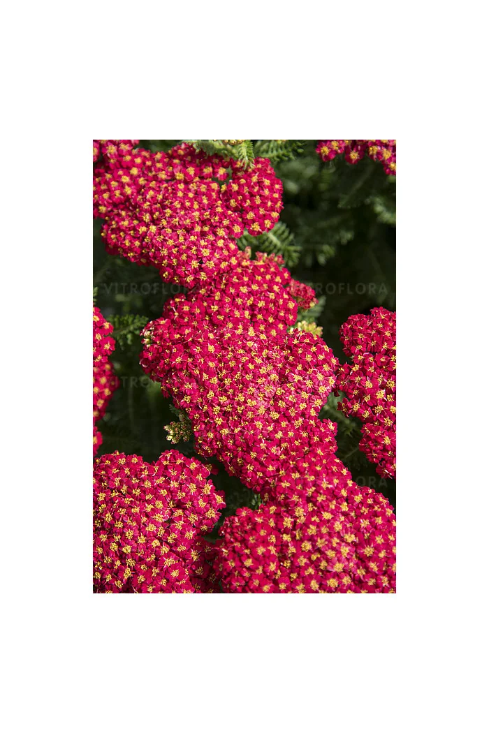 Krwawnik ogrodowy 'Skysail Fire' | Achillea millefolia