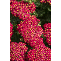 Krwawnik ogrodowy 'Skysail Fire' | Achillea millefolia