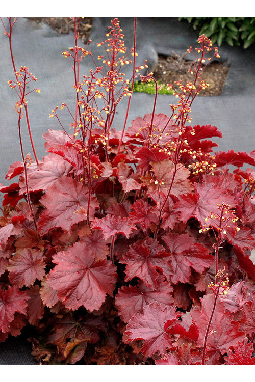 Żurawka 'NORTHERN EXPOSURE™ Red' | Heuchera