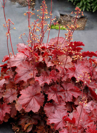Żurawka 'NORTHERN EXPOSURE™ Red' | Heuchera