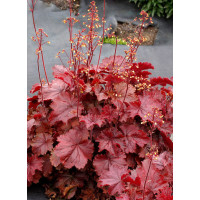 Żurawka 'NORTHERN EXPOSURE™ Red' | Heuchera