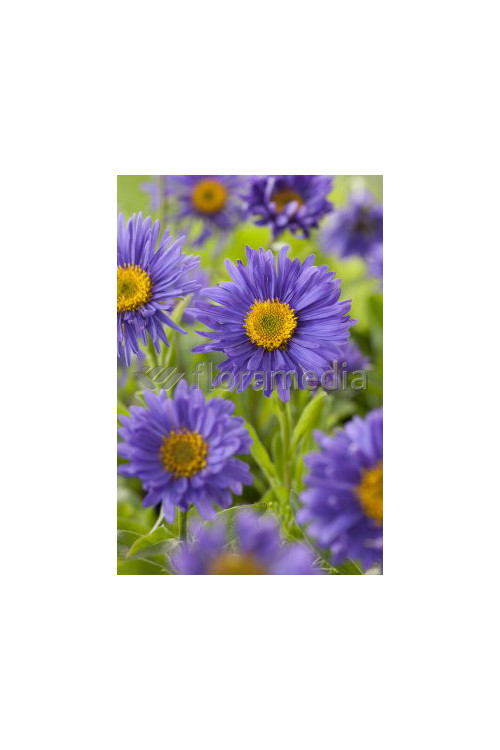 Aster alpejski 'Goliath' Aster alpinus