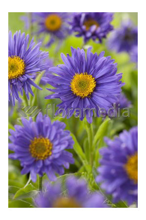 Aster alpejski 'Goliath' Aster alpinus